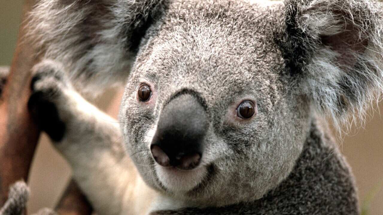 Easter Koala