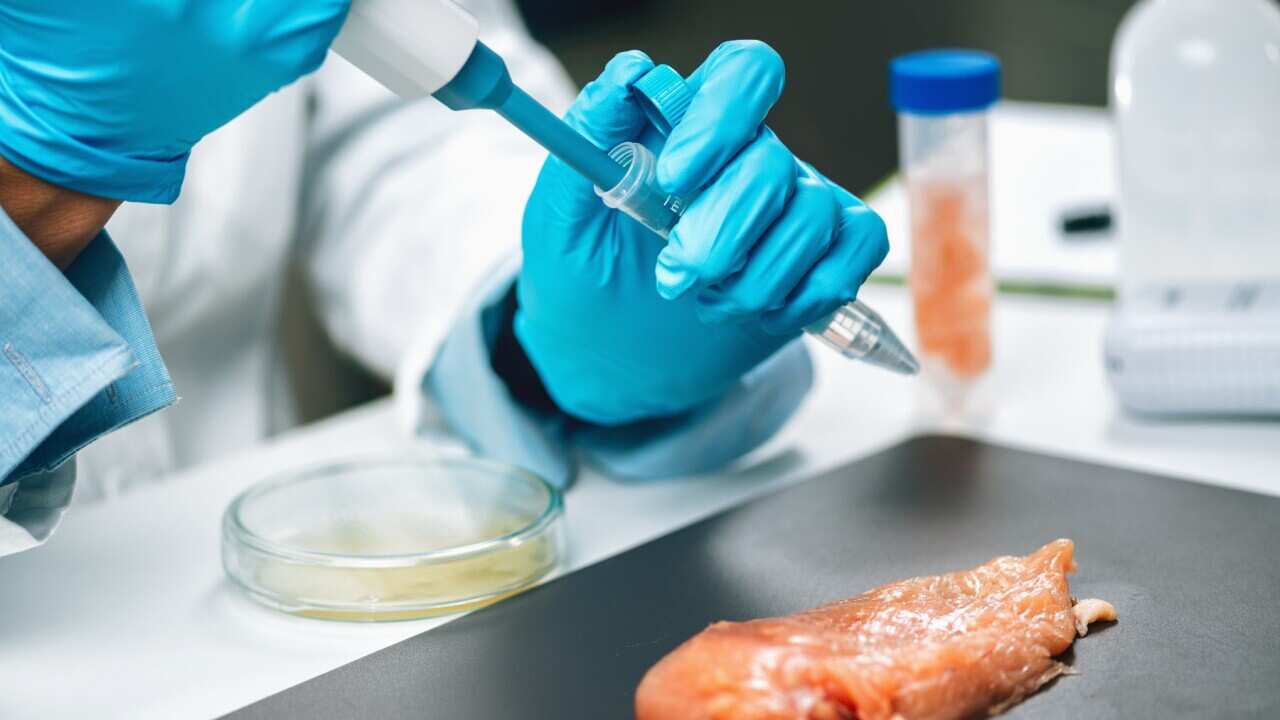 Antibiotics In Poultry Meat. Quality Control Expert Testing Chicken Meat Sample