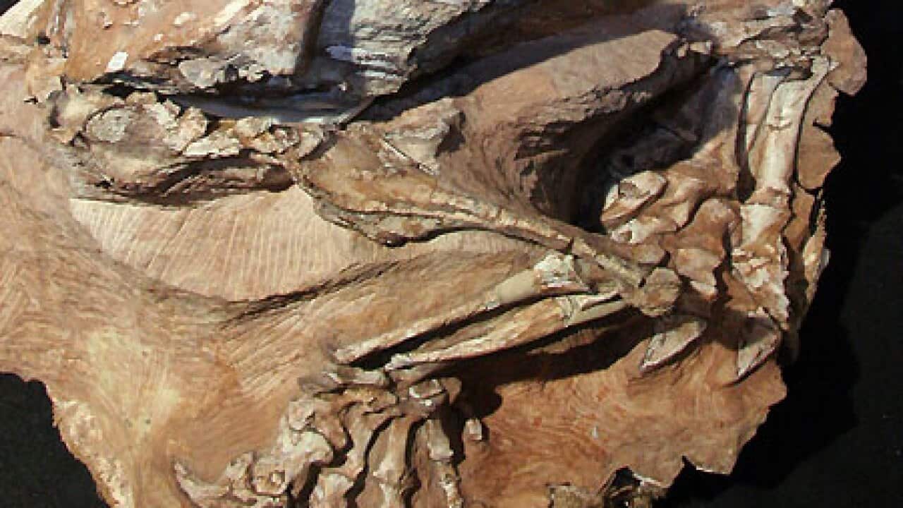 dinosaur_seitaad_ruessi_100324_ap_aap_B_1605607985