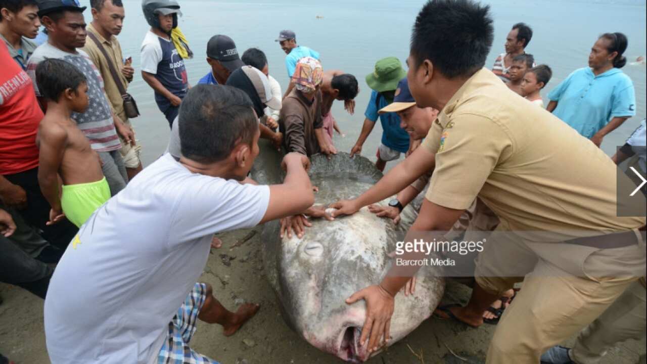 Stranded Mola fish at Palu