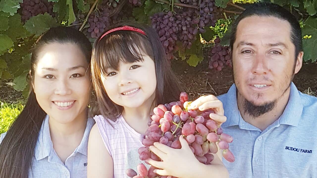 Budou Farms grapes exports to Japan