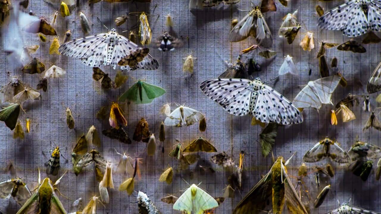 A Still from film Nocturnes