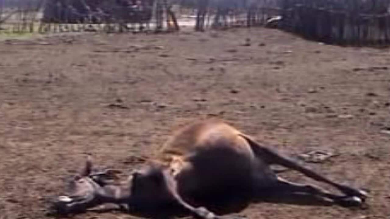 kenya_clashes_L_120824_sbs_837728952