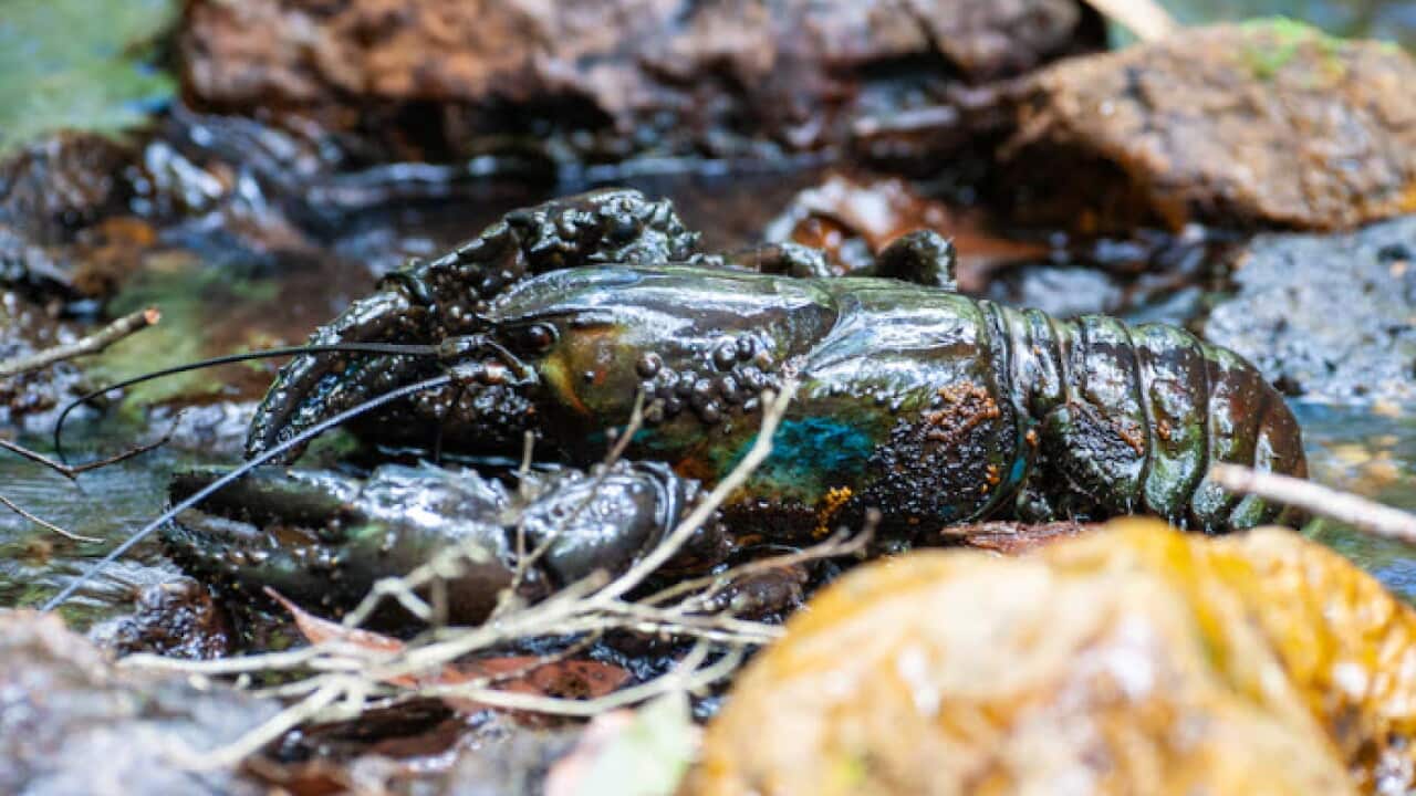 Crayfish.jpg