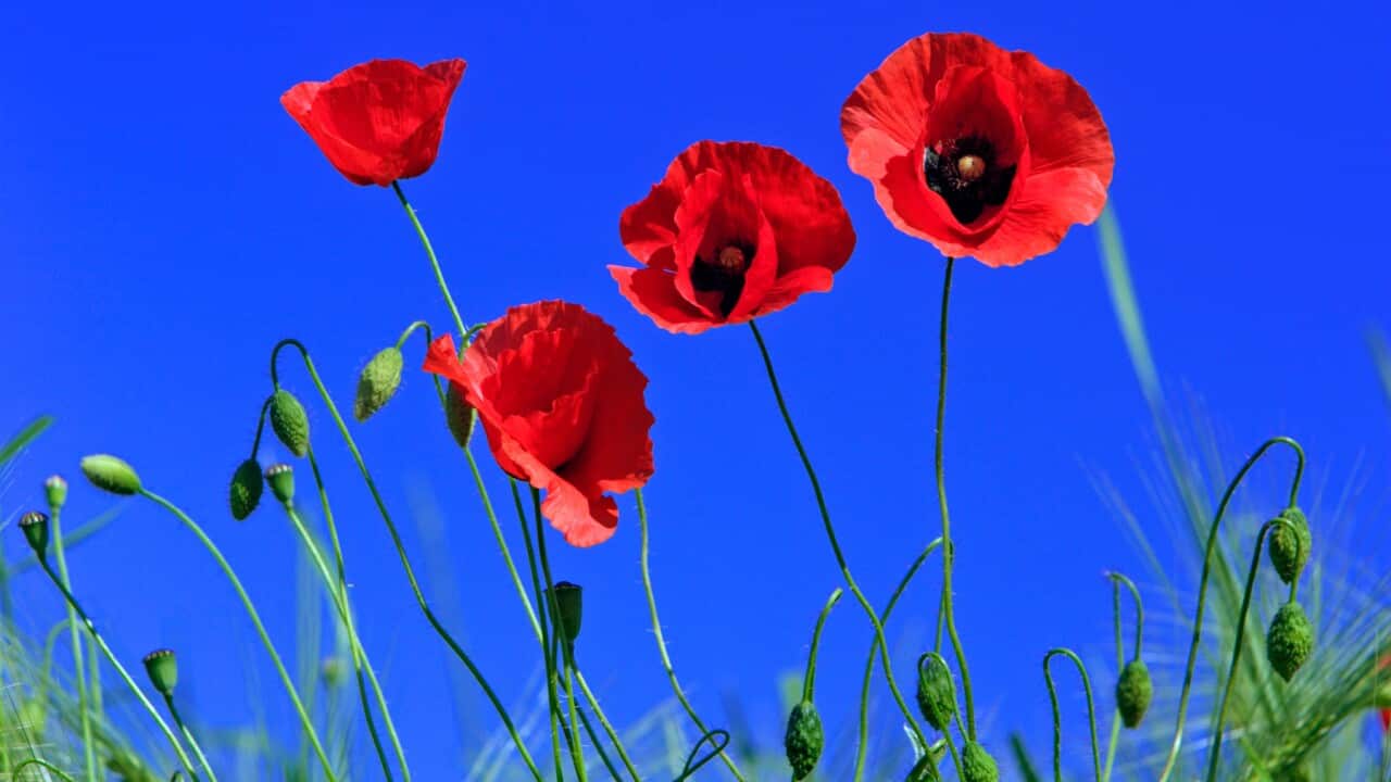 Common Poppy - flowering against a blue sky (Papaver rhoeas) (AAP/Mary Evans/Ardea/Duncan Usher) | NO ARCHIVING, EDITORIAL USE ONLY