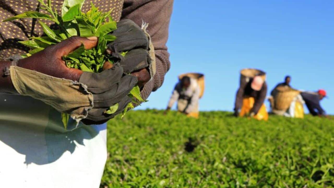 A woman picks tea leaves at a plantation in Nandi Hills, in Kenya's highlands