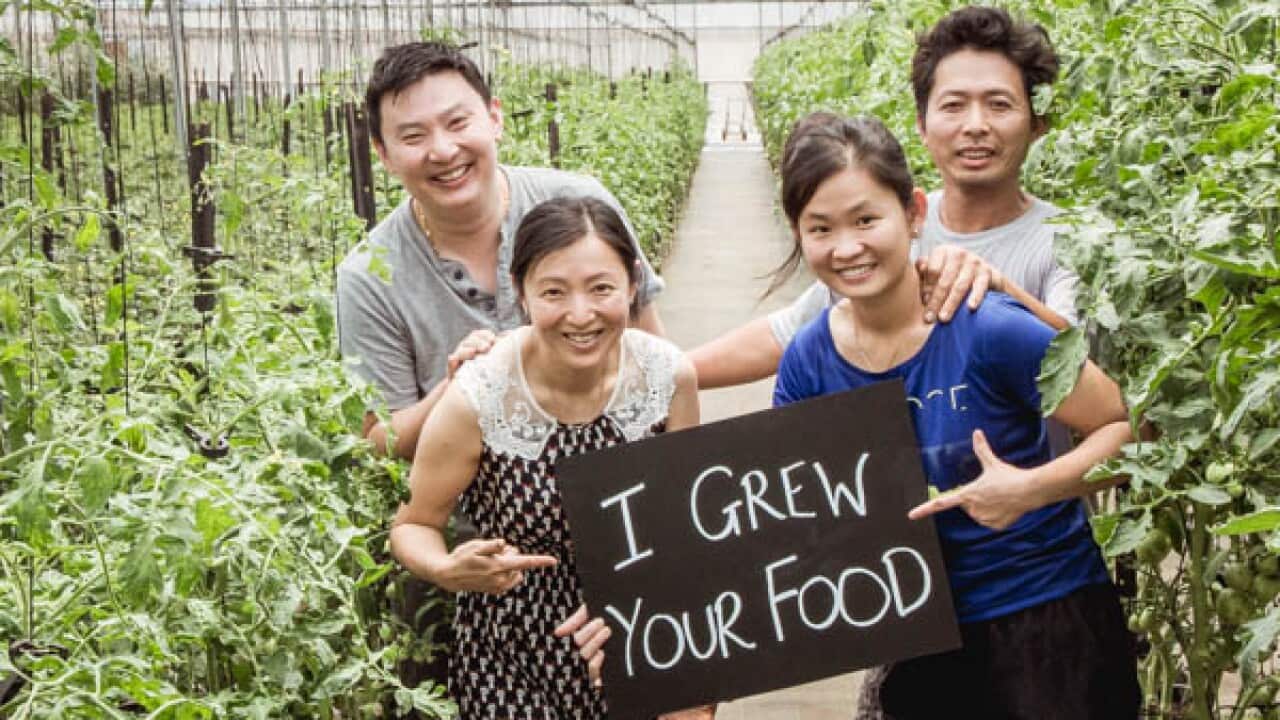 Your Food Collective