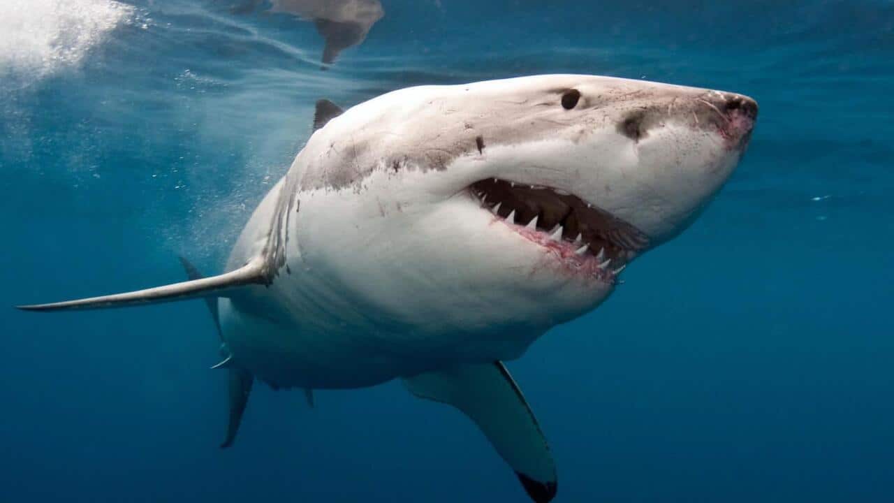 great_white_shark_aap.jpg