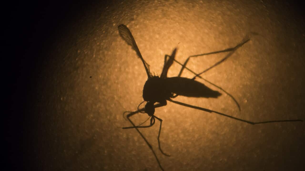 An Aedes aegypti mosquito