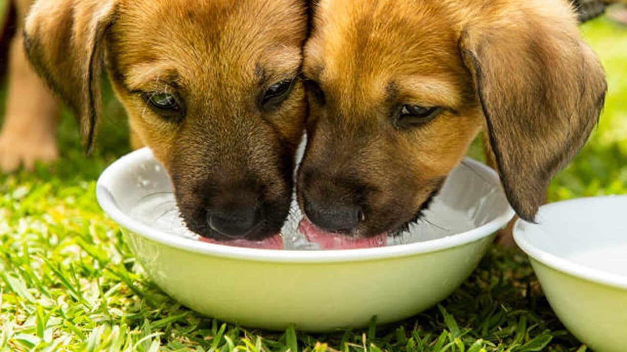 Rescue puppies Charlie (L) and Ivan.jpg