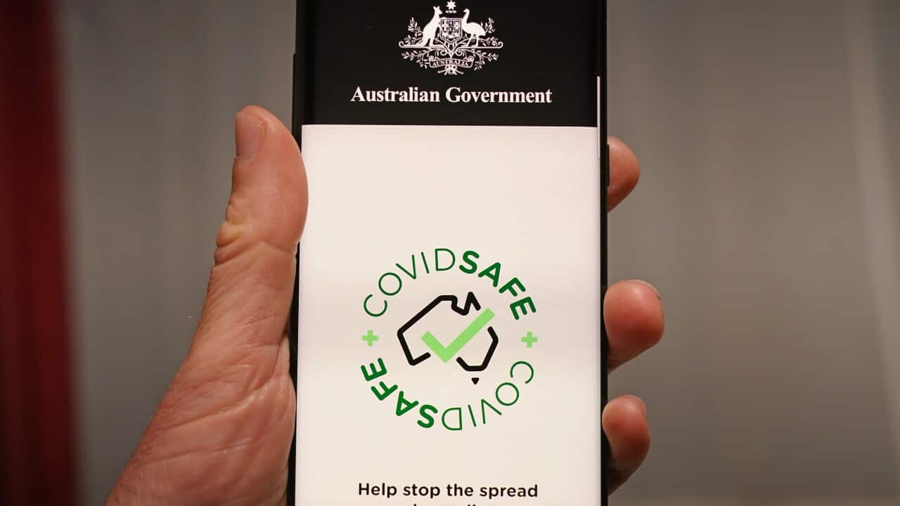 The Australian Government's new voluntary coronavirus tracing app 'COVIDSafe' is seen on a mobile phone.