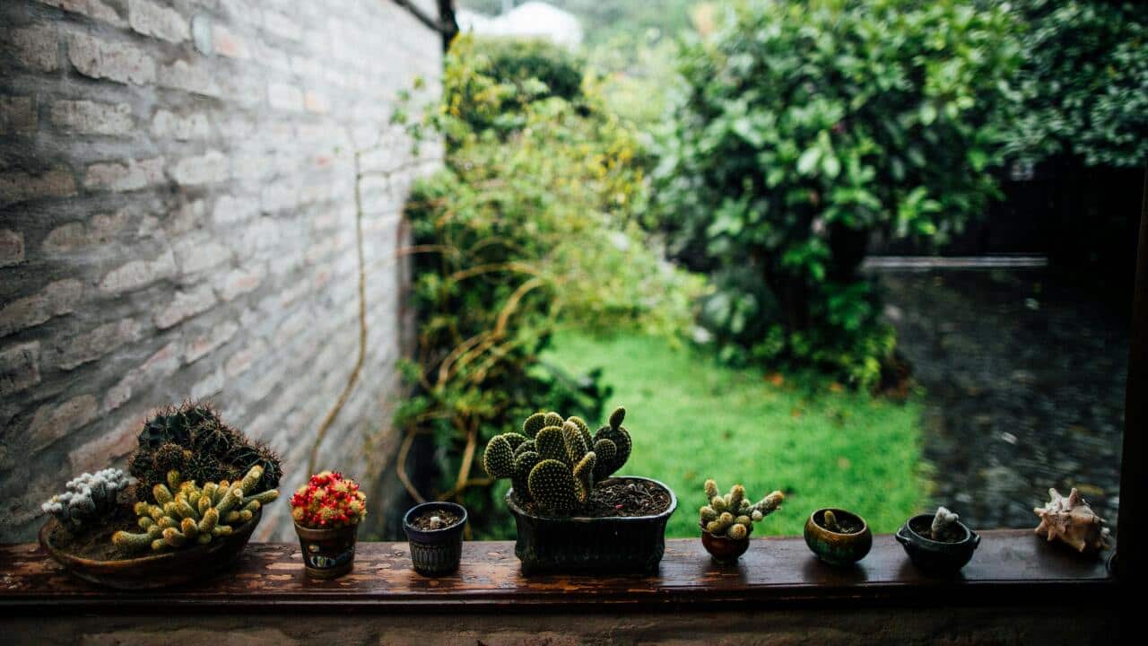 Balcony garden