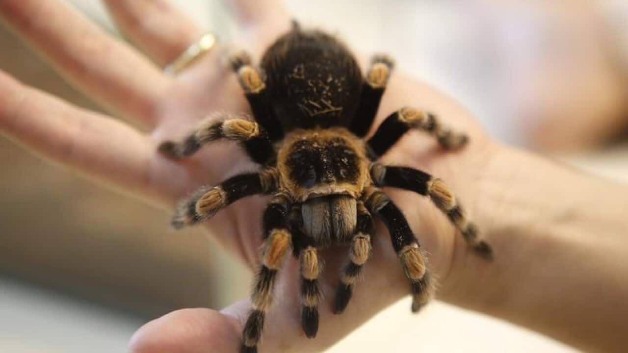 Tarantula
