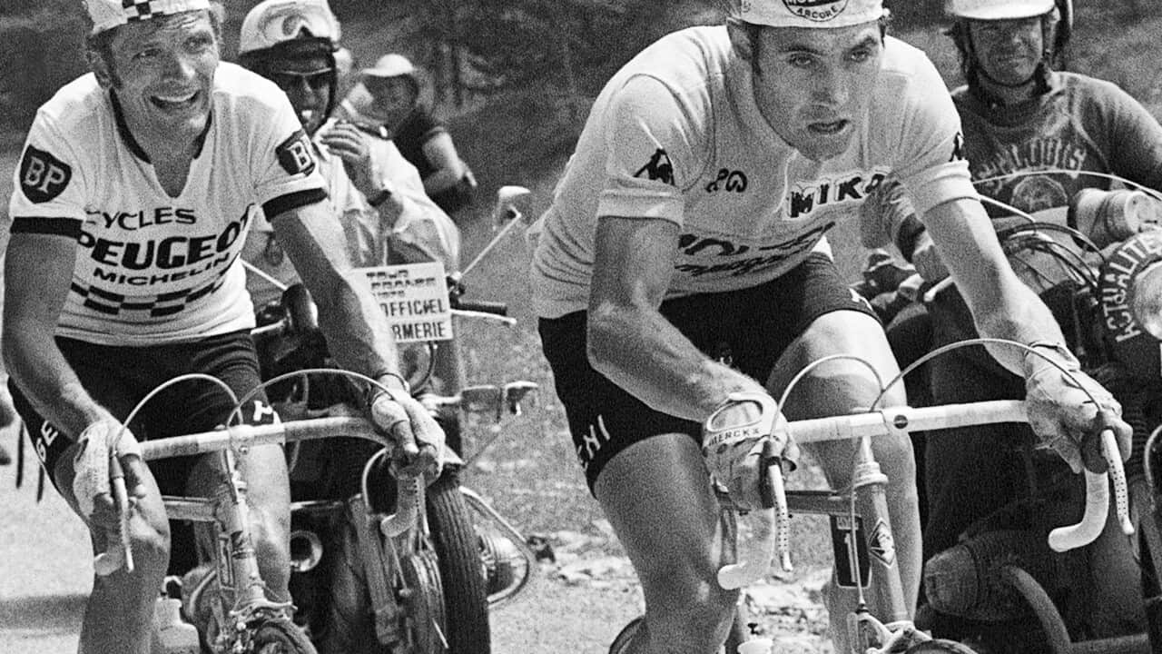 Slaying the Cannibal... Frenchman Bernard Thévenet (L) sits behind race leader Eddy Merckx at the 1975 Tour de France between Nice and Pra-Loup.