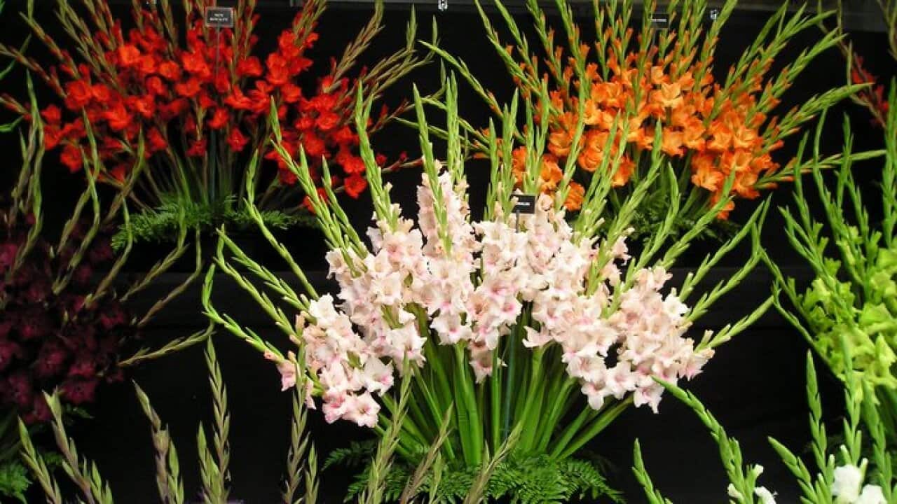 Gladiolus