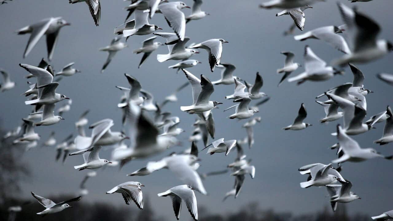 A flock of seagulls flies across a grey sky.
