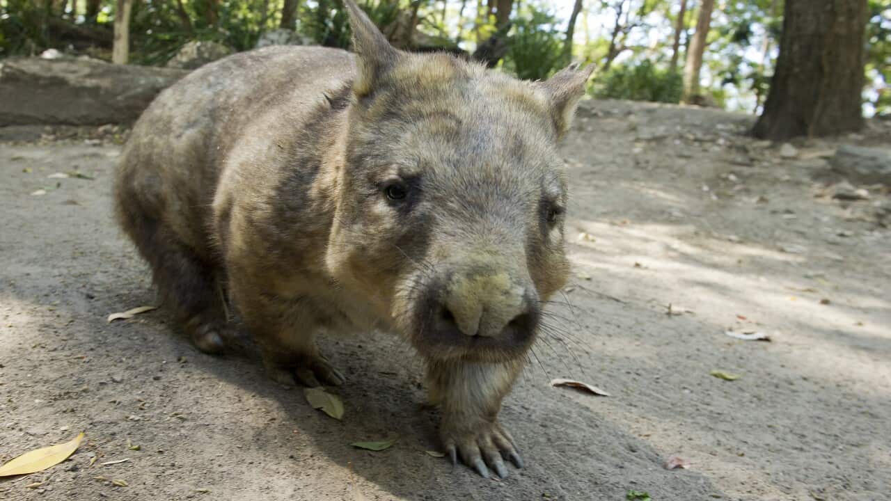 File photo of a wombat.