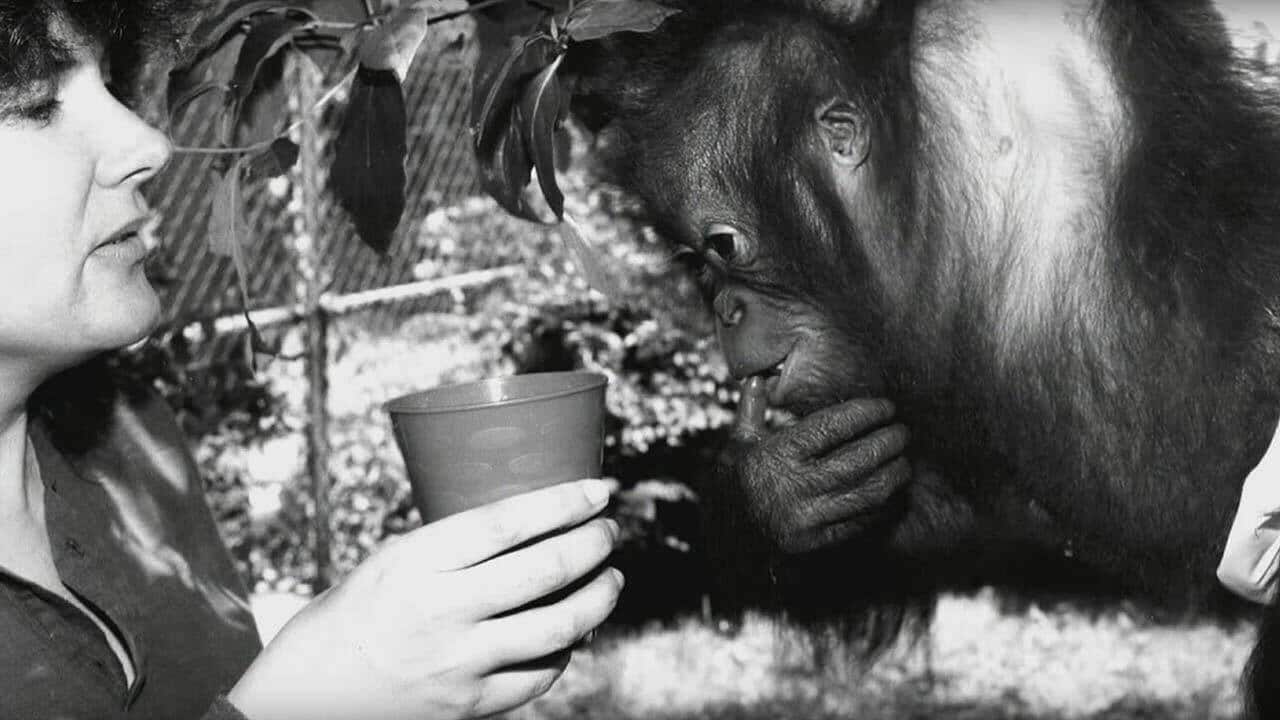 Chantek and Lyn Miles