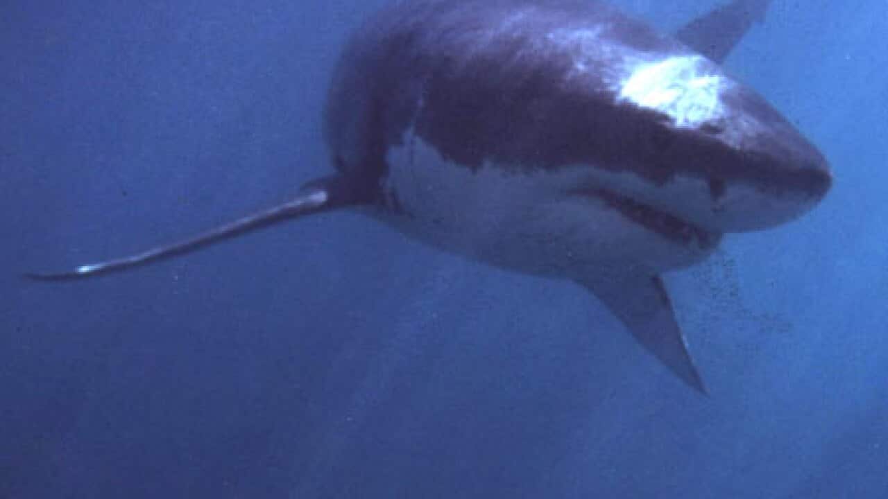 shark_white_pointer_1301_B_getty_1017728051