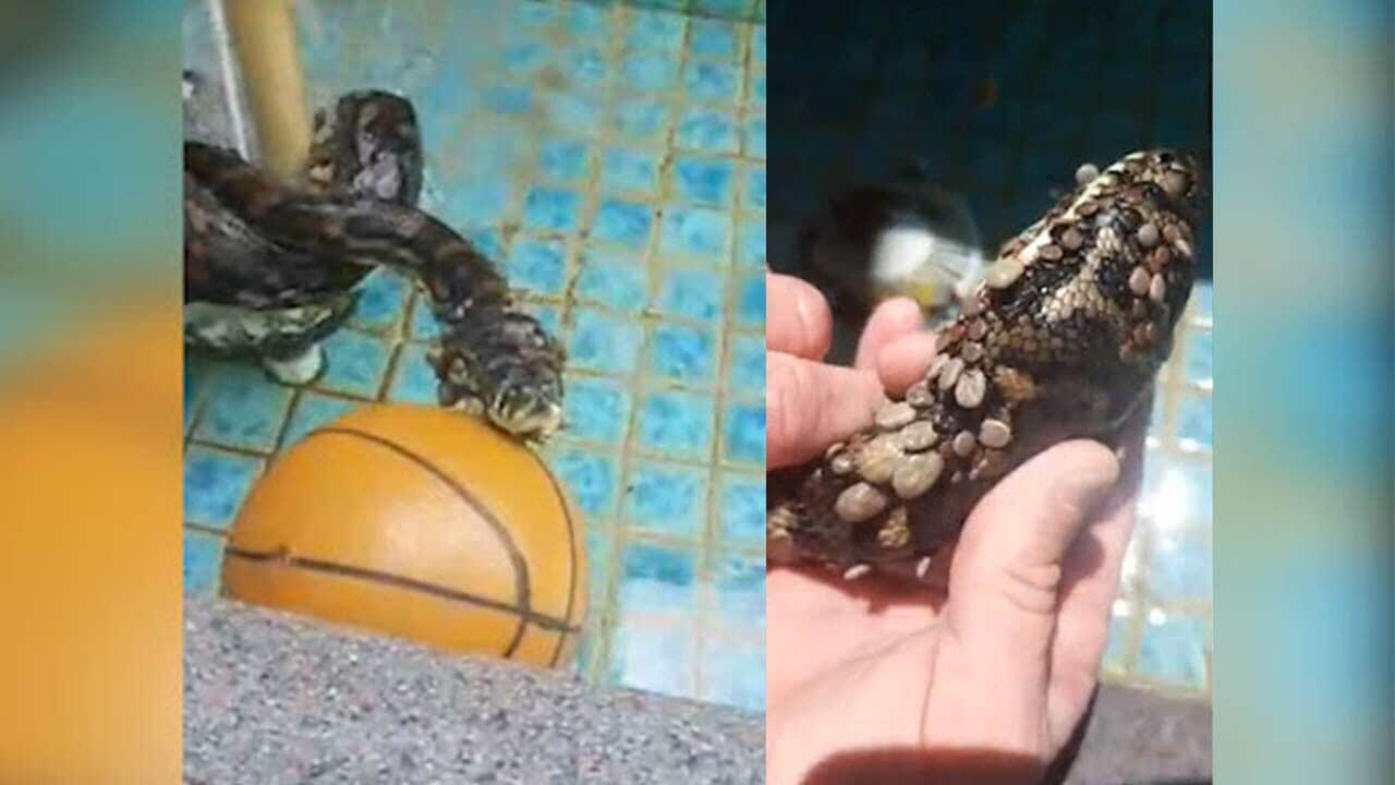 Snake-catcher spots python with 'hundreds' of paralysis ticks
