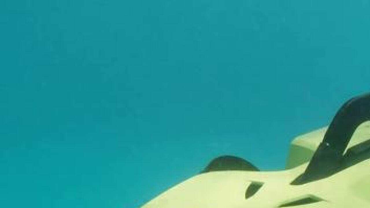 Starfish killer robot ready to protect Great Barrier Reef | SBS News