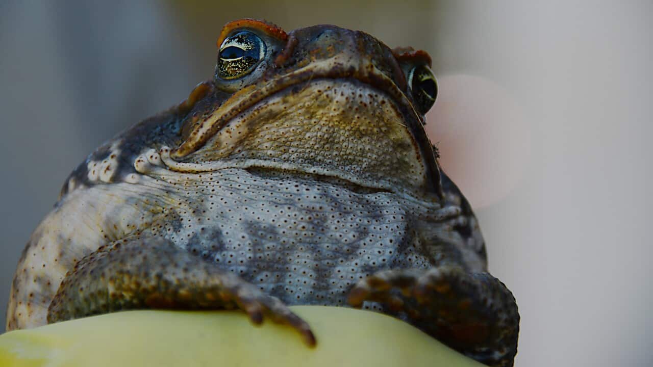 Cane toad WA Dept Parks and Wildlife-2.jpg