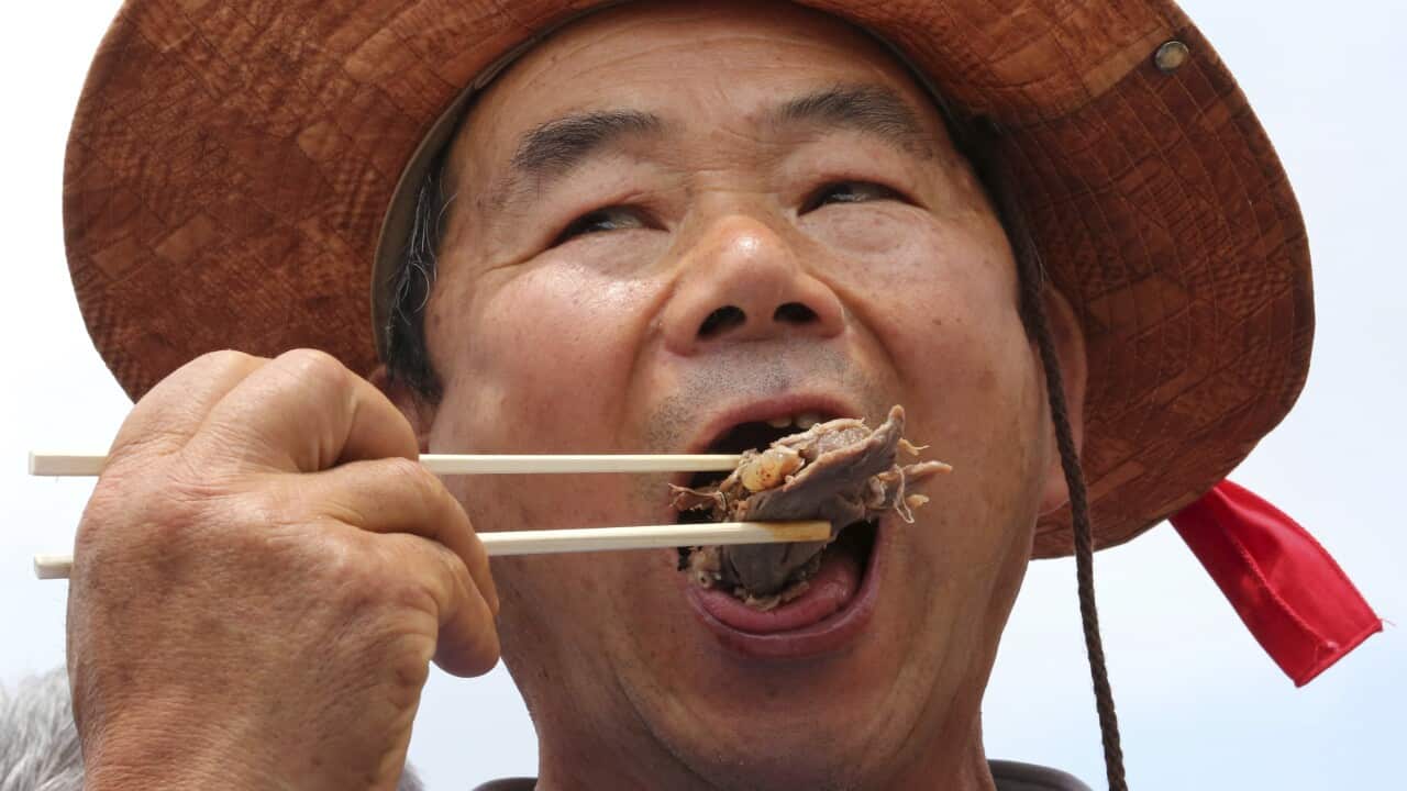 A member of the Korean Dog Meat Association eats dog meat during a rally.