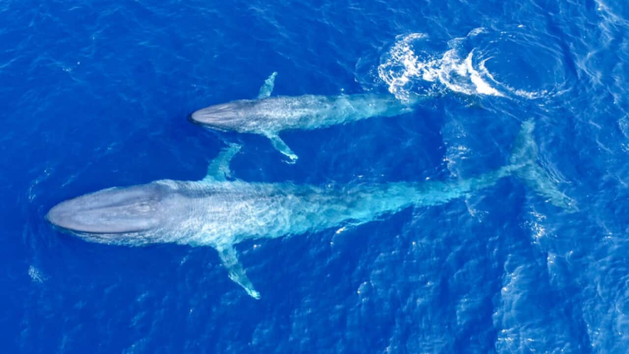 A blue whale and her calf