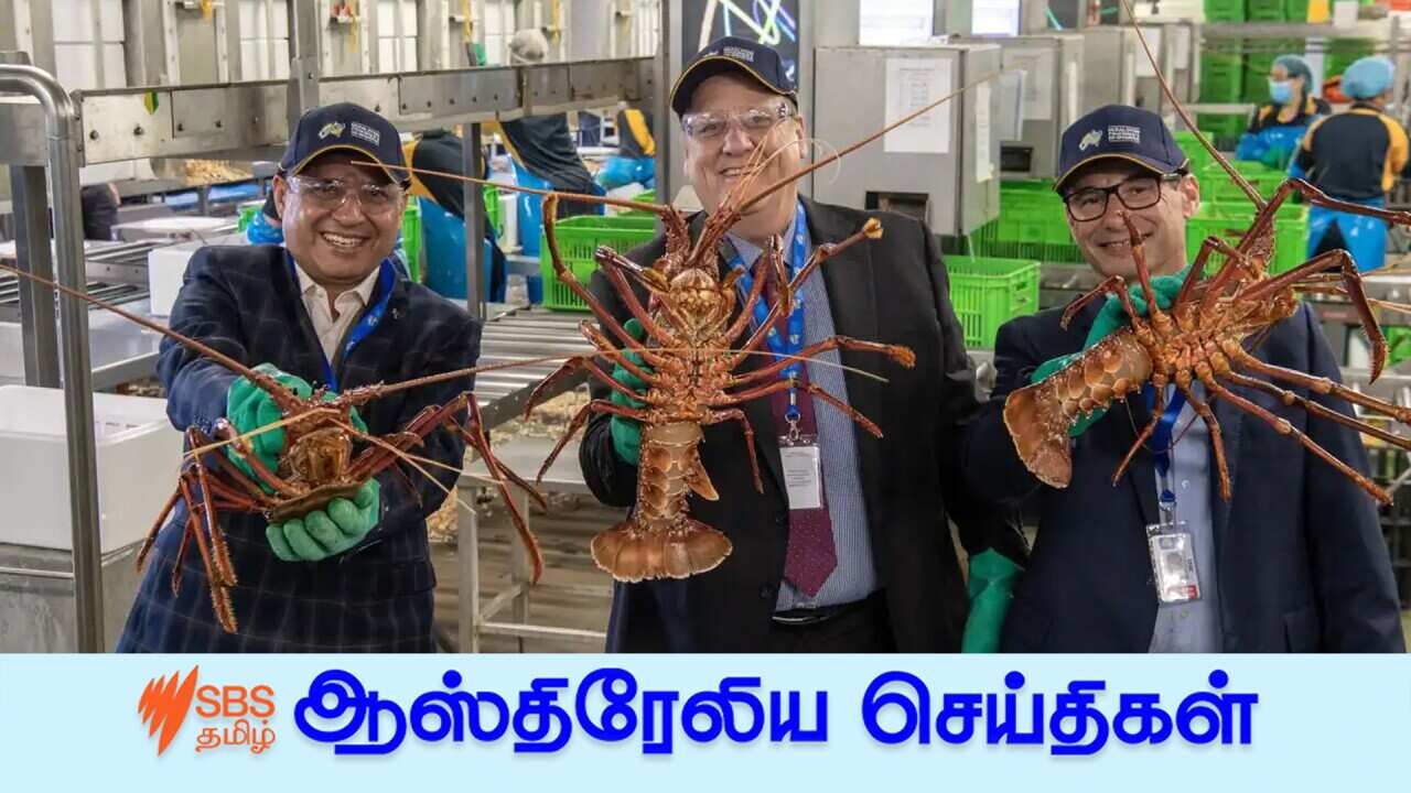 WA's largest lobster exporter, Geraldton Fishermen’s Cooperative, will benefit from the immediate reduction of tariffs by 30 per cent. WA Minister for Fisheries Don Punch (centre) holds a crayfish during a visit to the Welshpool facility of Geraldton Fishermen’s Cooperative in November.