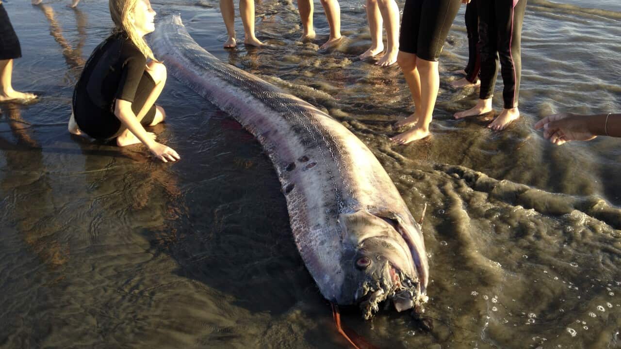 Giant Fish
