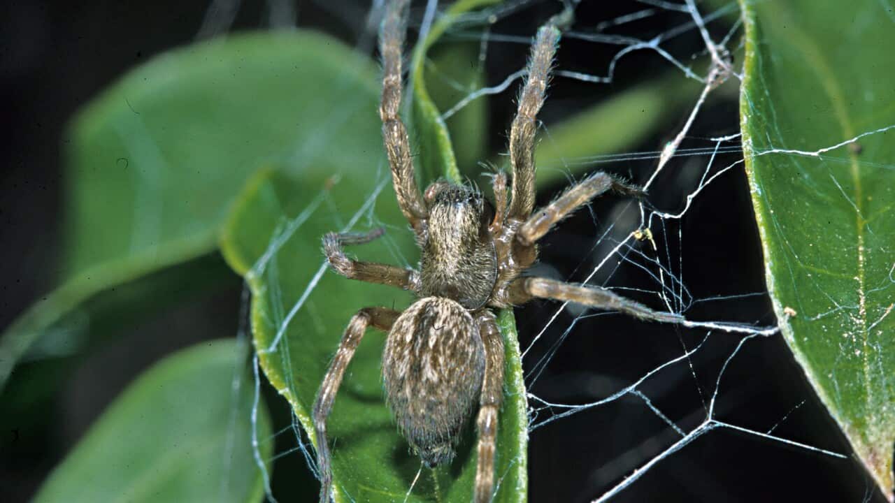 Grey house spider