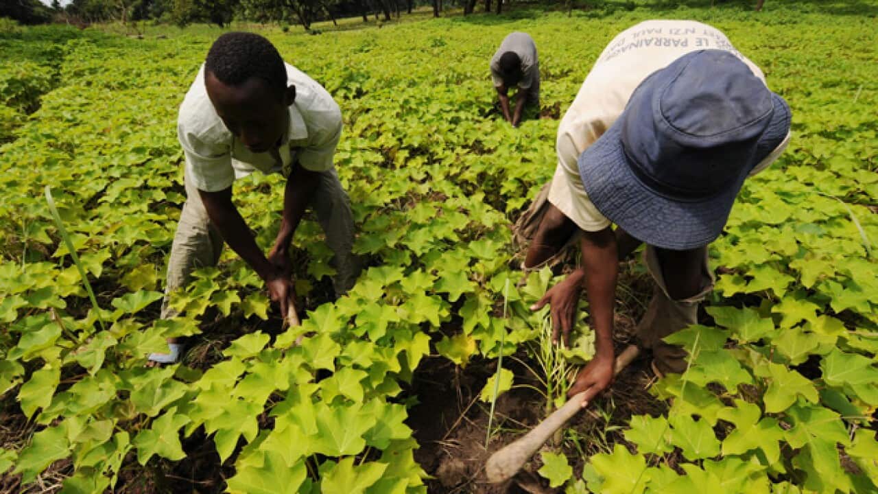 biofuel_workers_130402_aap_l_862179563