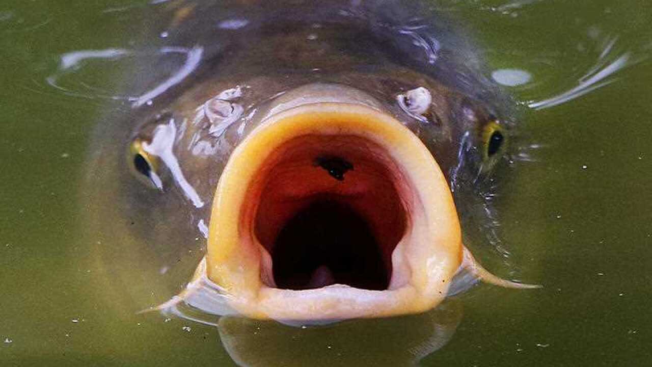 A carp swims on the surface of a pond in the Palmengarten park in Frankfurt, Germany, Monday, Aug. 14, 2017.