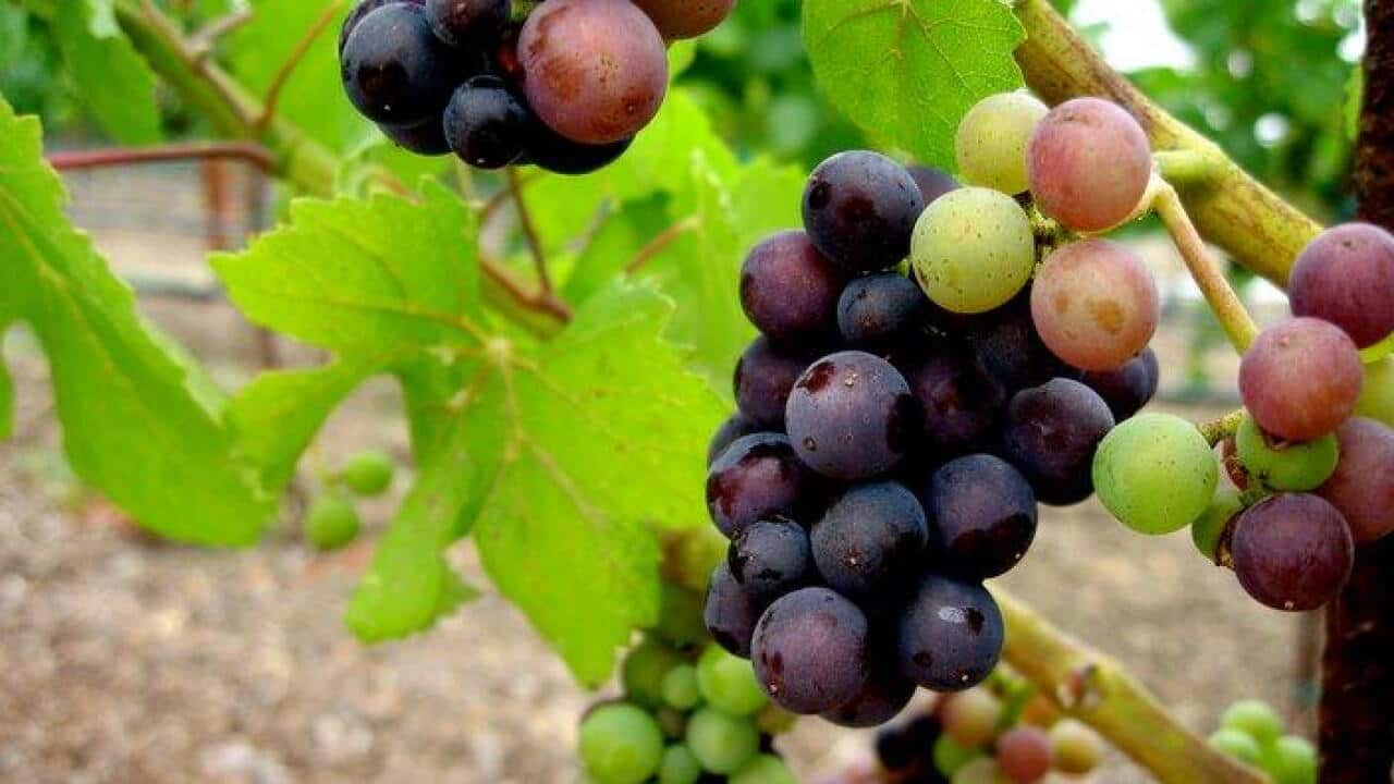 Grapes