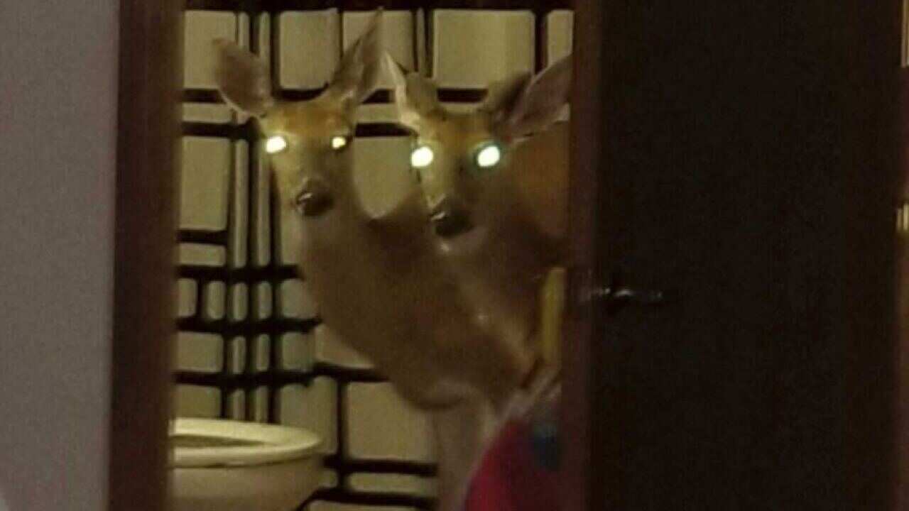 Three deer crashed through the bedroom window of the woman's apartment.