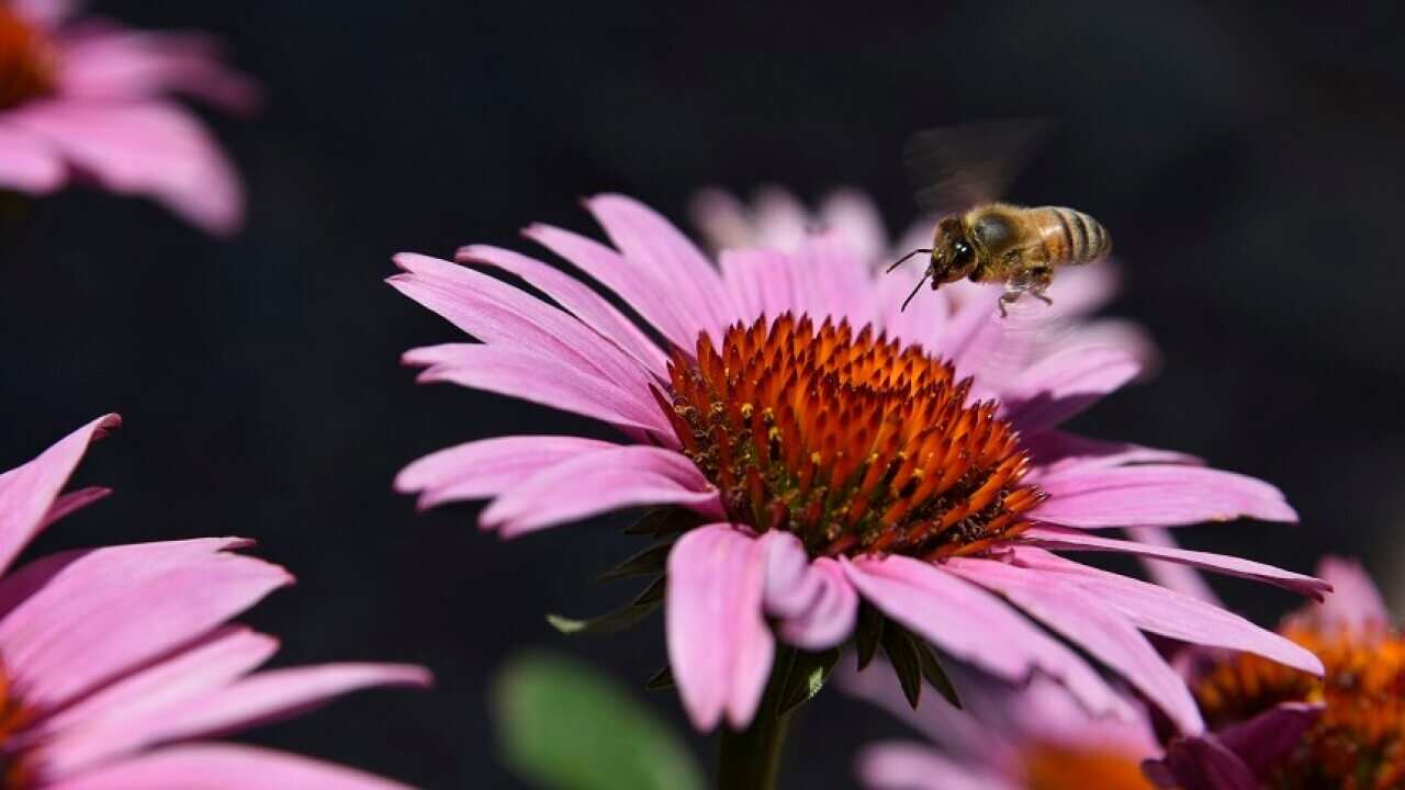 A honey bee visits a purple cornflower blossom.