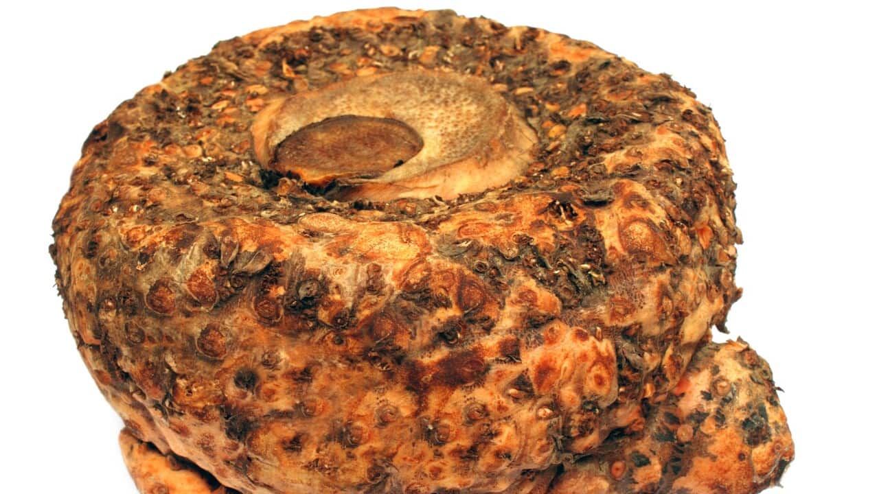 Elephant foot yam of Southeast Asia