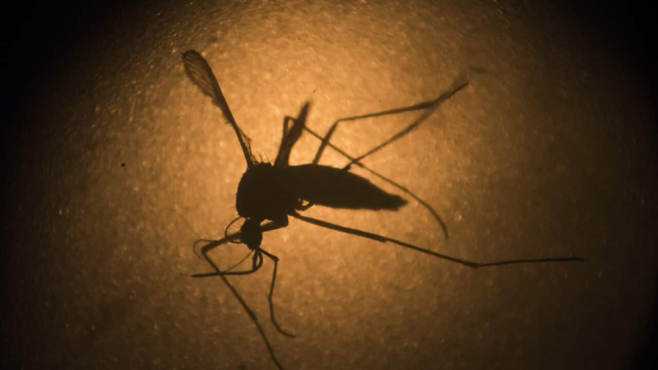 An Aedes aegypti mosquito