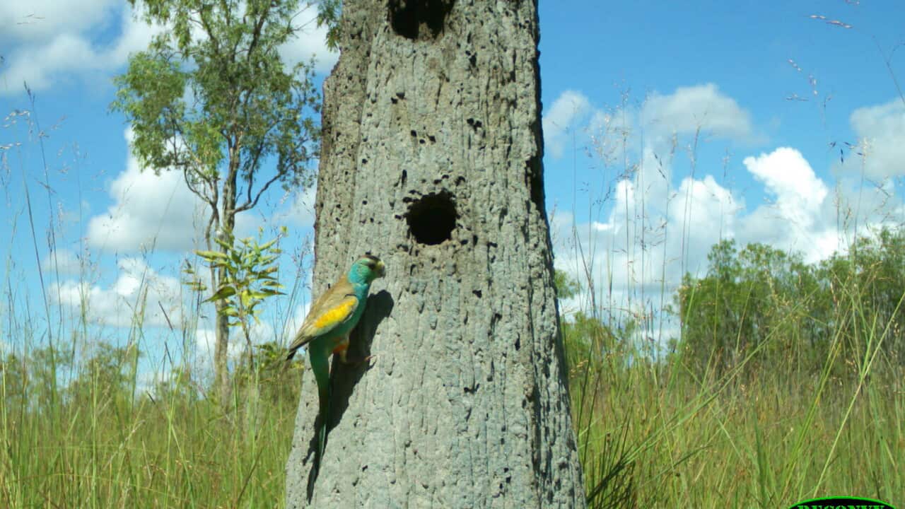 Endangered parrot perches on edge over renewed habitat invasion | SBS News