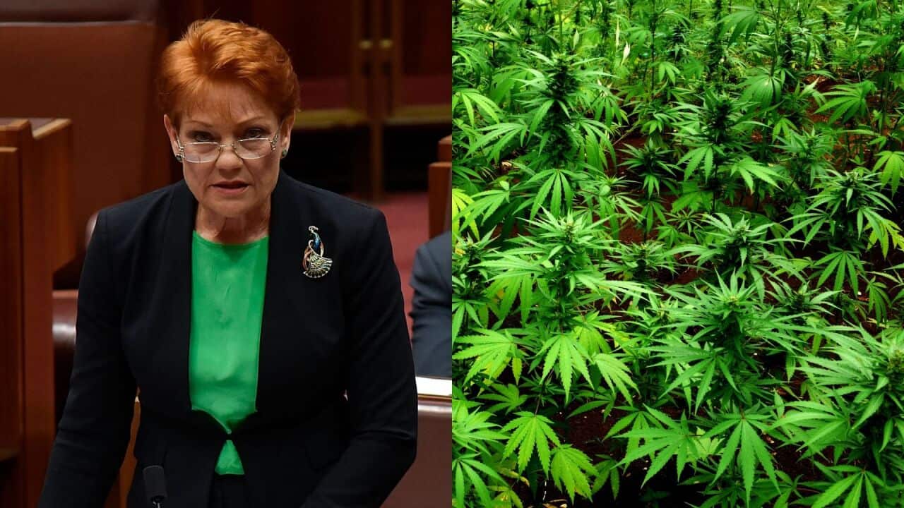 Collage of a woman standing and marijuana.