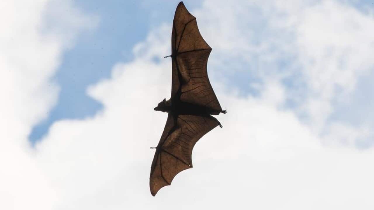 A bat