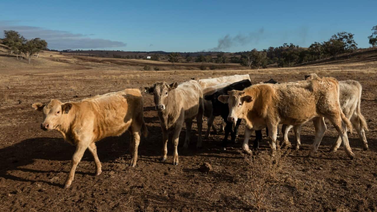 Cows in drought affected areas in Australia