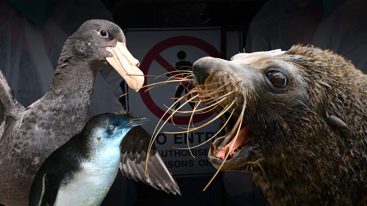 BIRD FLU COMPOSITE