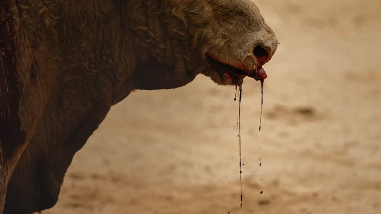 A Fuente Ymbro ranch fighting bull bleeds during a bullfight