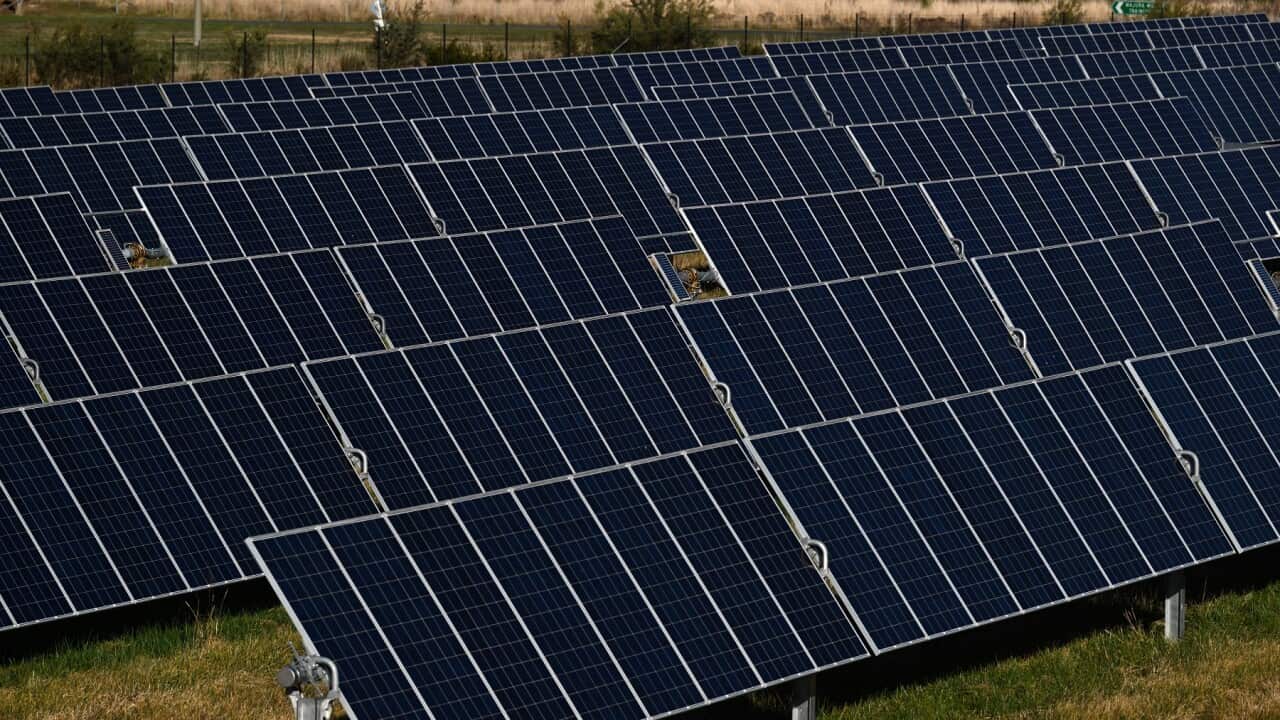 Solar panels are seen at solar farm on the northern outskirts of Canberra, Wednesday, June 15, 2022. (AAP Image/Mick Tsikas) NO ARCHIVING