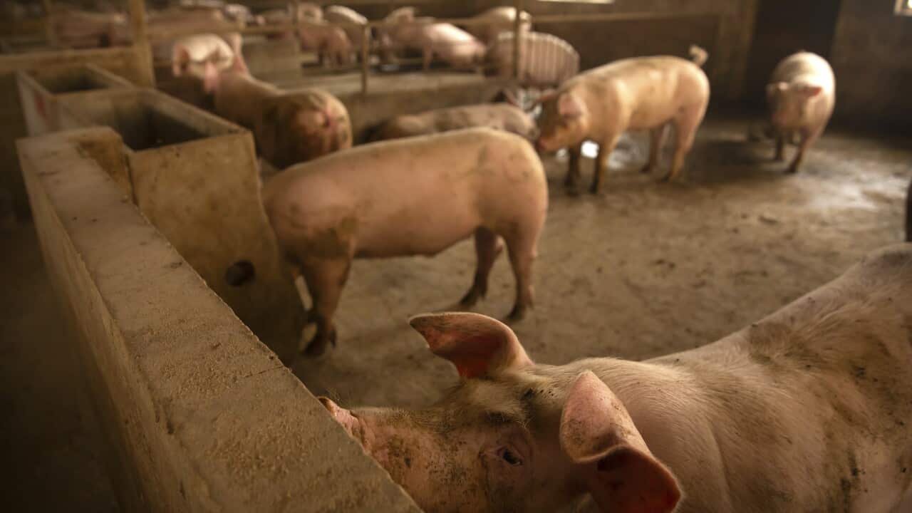 Pigs stand in a barn at a pig farm in Panggezhuang village in northern China's Hebei province. May 2018