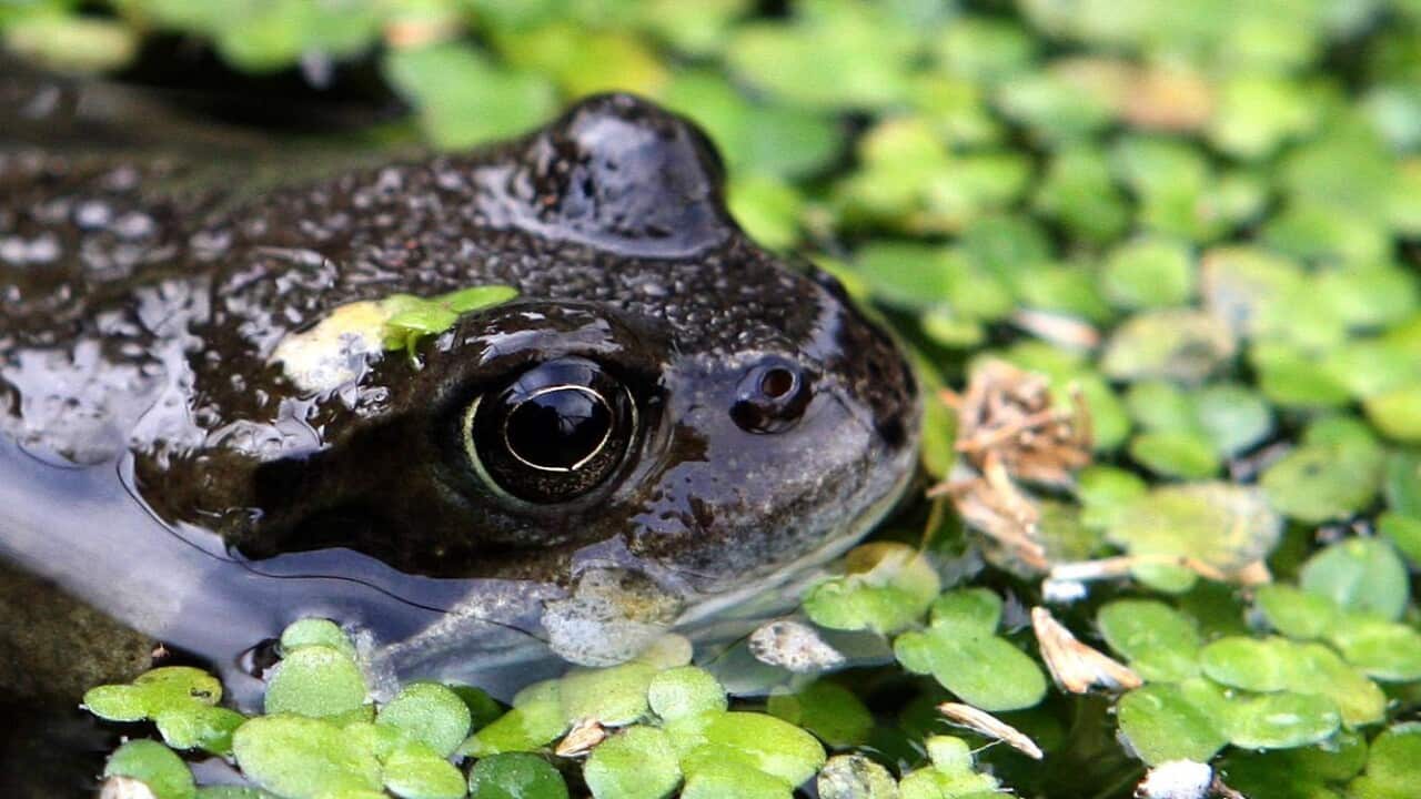 A Queensland man has saved the life of a frog by giving it CPR.