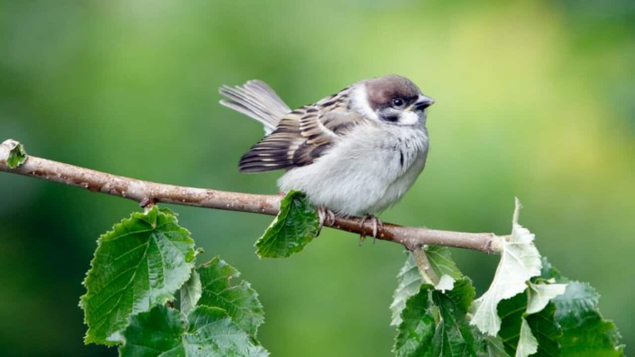 Tree Sparrow - fledgeling perched on branch (Passer montanus) (AAP/Mary Evans/Ardea/Duncan Usher) | NO ARCHIVING, EDITORIAL USE ONLY