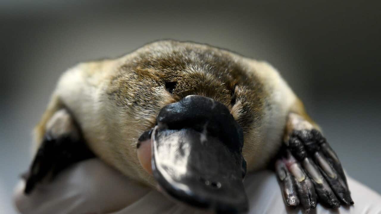 PLATYPUS RESCUE CENTRE LAUNCH SYDNEY