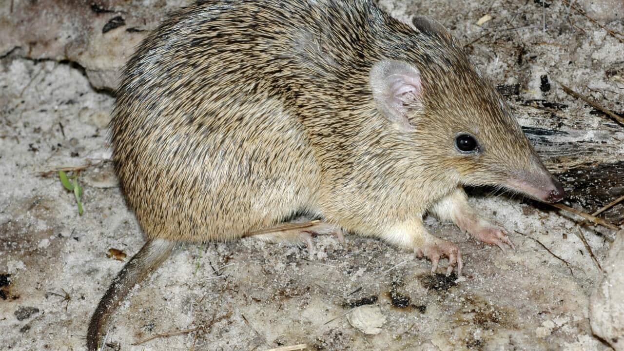 bandicoot bodyguards could stop extinction